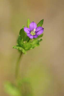 BUITEN BEELD Foto: 93671