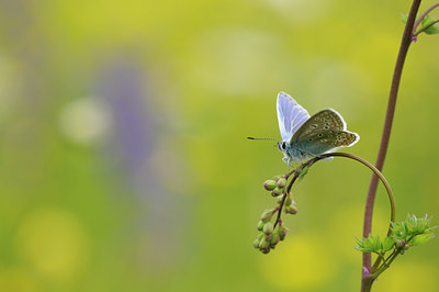 BUITEN BEELD Foto: 93673