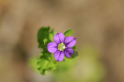 BUITEN BEELD Foto: 93674