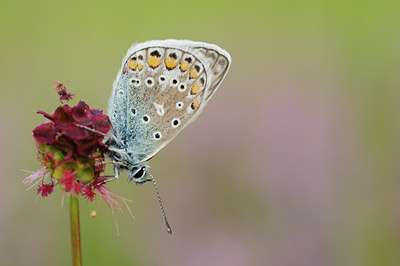 BUITEN BEELD Foto: 93678