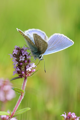 BUITEN BEELD Foto: 93695