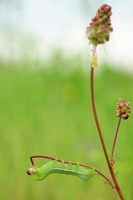 BUITEN BEELD Foto: 93704