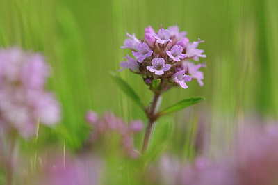 BUITEN BEELD Foto: 93705