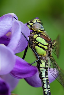 BUITEN BEELD Foto: 93732