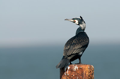 BUITEN BEELD Foto: 93735