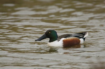 BUITEN BEELD Foto: 93752