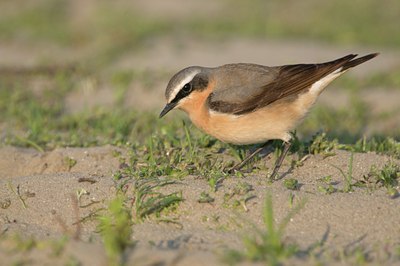 BUITEN BEELD Foto: 93753