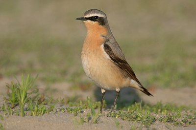 BUITEN BEELD Foto: 93754