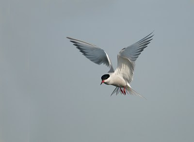 BUITEN BEELD Foto: 93760
