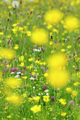 BUITEN BEELD Foto: 93816