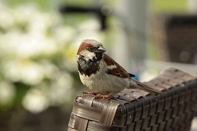 BUITEN BEELD Foto: 93829