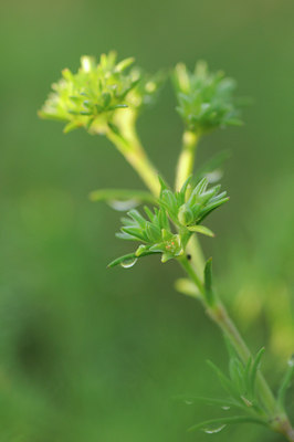 BUITEN BEELD Foto: 93842