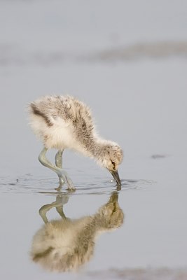BUITEN BEELD Foto: 93863