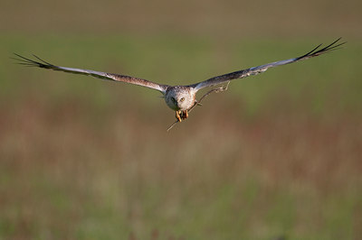 BUITEN BEELD Foto: 93904