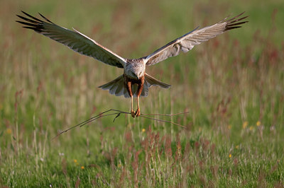 BUITEN BEELD Foto: 93907