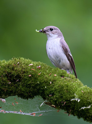 BUITEN BEELD Foto: 93945