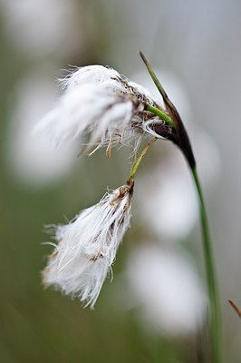 BUITEN BEELD Foto: 93948