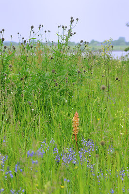 BUITEN BEELD Foto: 94013