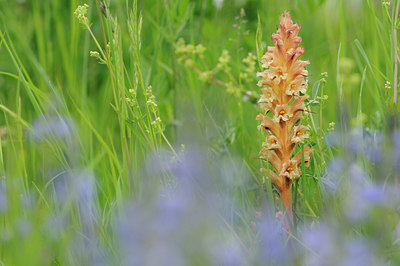 BUITEN BEELD Foto: 94015