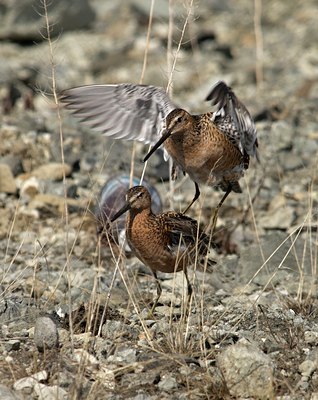 BUITEN BEELD Foto: 94035