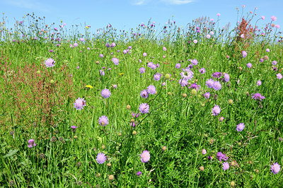 BUITEN BEELD Foto: 94047