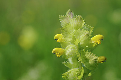 BUITEN BEELD Foto: 94051