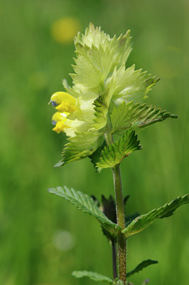 BUITEN BEELD Foto: 94052