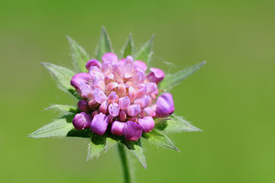 BUITEN BEELD Foto: 94053