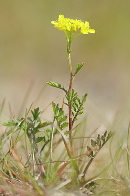 BUITEN BEELD Foto: 94057