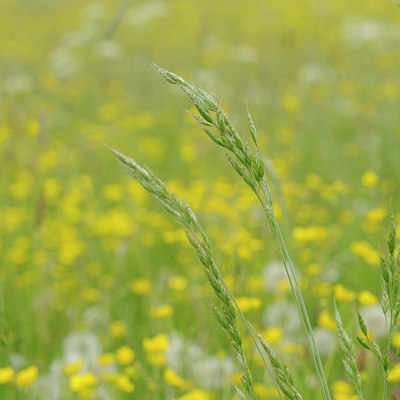 BUITEN BEELD Foto: 94061
