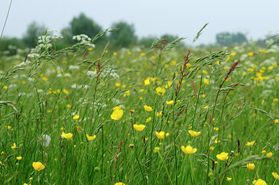 BUITEN BEELD Foto: 94064