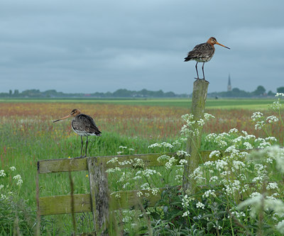 BUITEN BEELD Foto: 94080