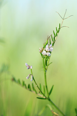 BUITEN BEELD Foto: 94101