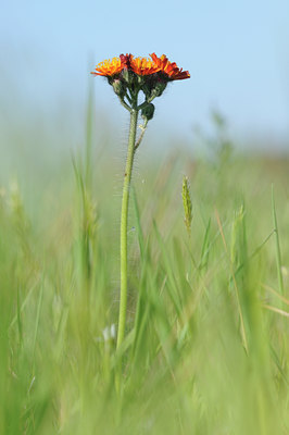 BUITEN BEELD Foto: 94133