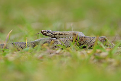 BUITEN BEELD Foto: 94148