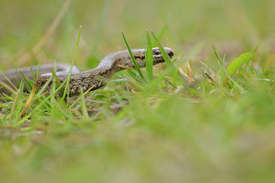 BUITEN BEELD Foto: 94149
