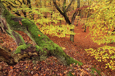 BUITEN BEELD Foto: 94169