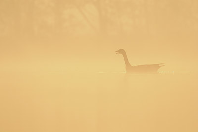 BUITEN BEELD Foto: 94189