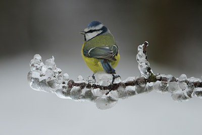BUITEN BEELD Foto: 94192