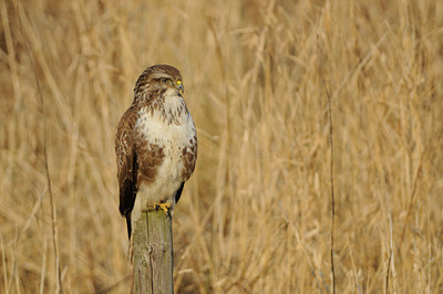 BUITEN BEELD Foto: 94195