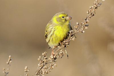 BUITEN BEELD Foto: 94196