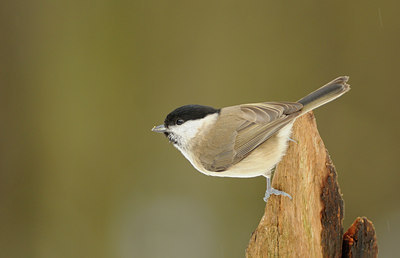 BUITEN BEELD Foto: 94199