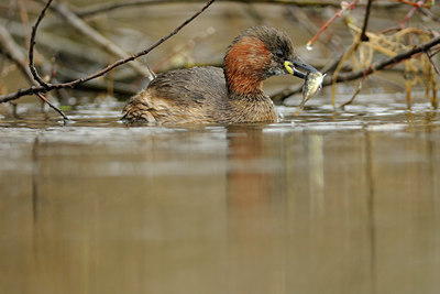 BUITEN BEELD Foto: 94202