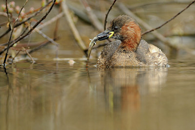 BUITEN BEELD Foto: 94203