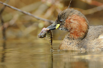 BUITEN BEELD Foto: 94204