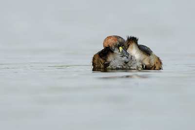 BUITEN BEELD Foto: 94206