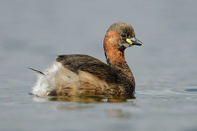 BUITEN BEELD Foto: 94207