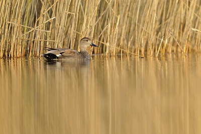 BUITEN BEELD Foto: 94210