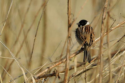 BUITEN BEELD Foto: 94212