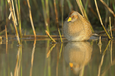 BUITEN BEELD Foto: 94221